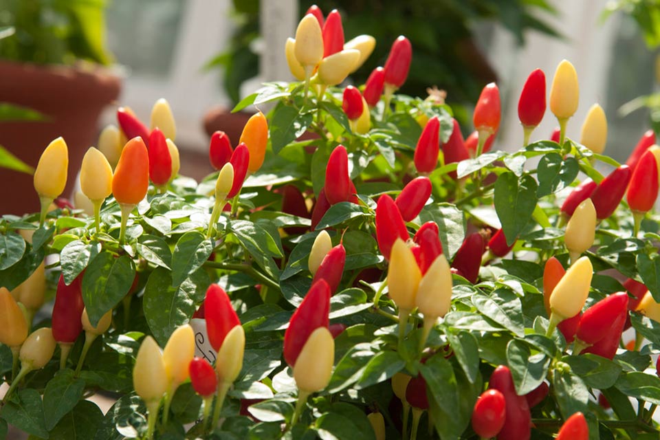 Chilli crop sheet / RHS Campaign for School Gardening